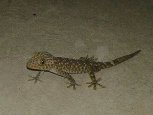 tokay gecko koh chang 7