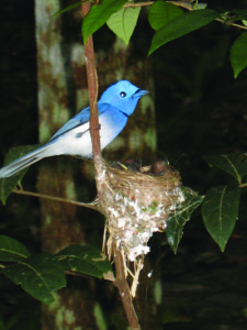 black-naped monarch koh chang