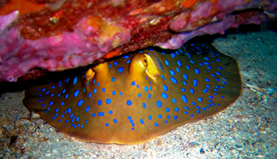 Bluespotted ribbontail ray koh chang