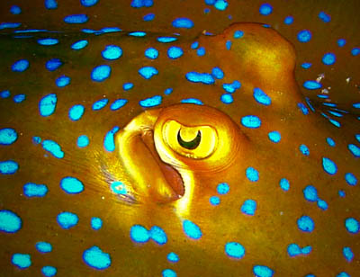 Bluespotted ribbontail ray koh chang