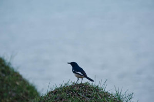 oriental magpie robin koh chang