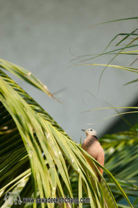 red collared dove koh chang
