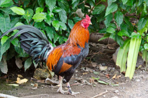 red junglefowl koh chang