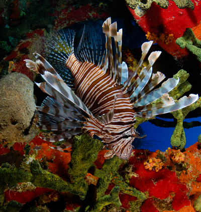 lionfish red koh chang jonathan milnes copyright