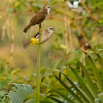 yellow vented bulbul koh chang