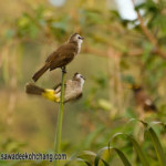 yellow vented bulbul koh chang