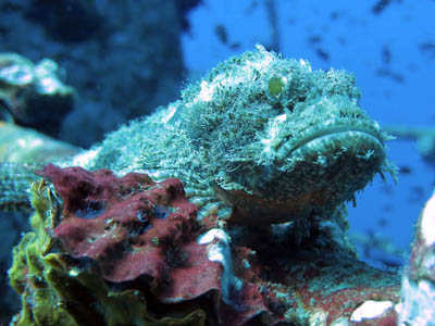 Devil Scorpionfish (Scorpaenopsis Diabolus) - bbd-2015-24