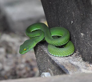 White-lipped pit viper (Trimeresurus albolabris)03-DN