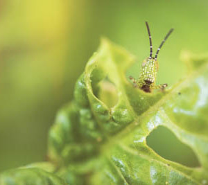 Xenocatantops Grasshopper Nymph-JM