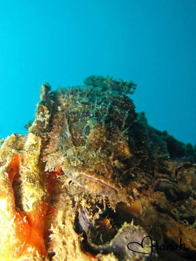 bearded scorpionfish koh chang