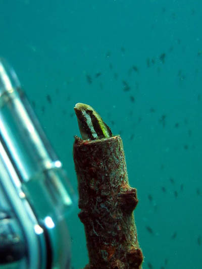 bluestreak cleaner wrasse Koh Chang