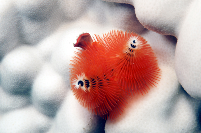 christmas-tree-worm-spirobranchus-giganteus-jm-02