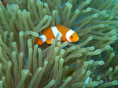 ocellaris clownfish koh chang