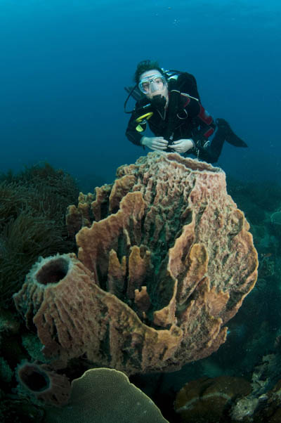 barrel sponge koh chang