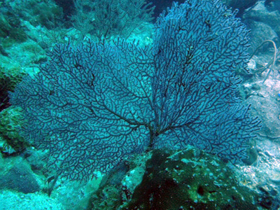 giant-gorgonian-fan-coral-enella-mollis-bbd-2015-50