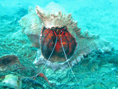 spotted hermit crab at koh chang