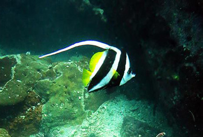 longfin-bannerfish-heniochus-acuminatus-bbd-2015-04