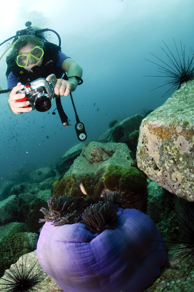 magnificent sea anemone at koh chang