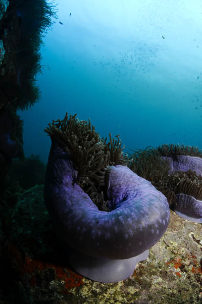 magnificent sea anemone at koh chang 2