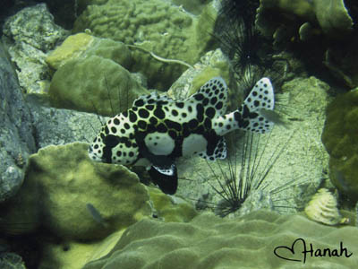 many-spotted sweetlips koh chang