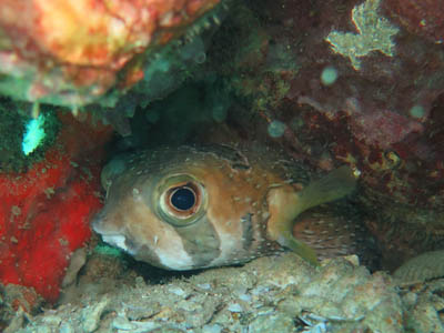 masked porupinefish at koh chang thailand