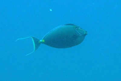 orange-spined unicornfish koh chang