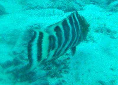 red breasted wrasse koh chang thailand