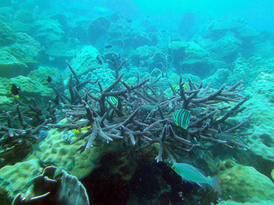 robust staghorn coral at koh chang