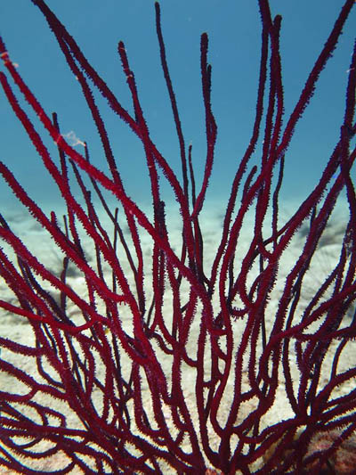 rusty gorgonian coral at koh chang