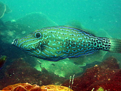 scribbled filefish koh chang thailand