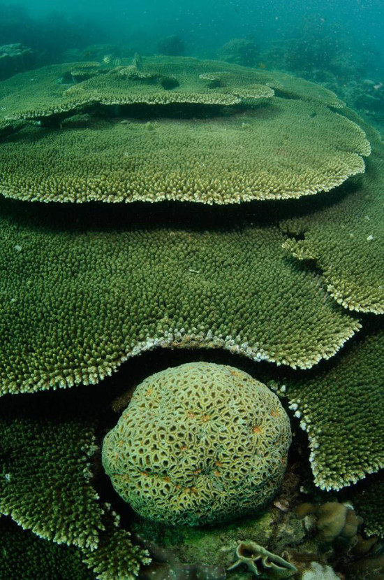 solid-table-coral-acropora-hyacynthus-jm