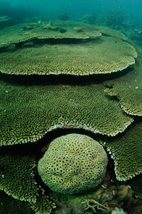 solid-table-coral-acropora-hyacynthus-jm