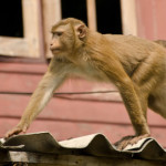 a crab-eating macaque on koh chang