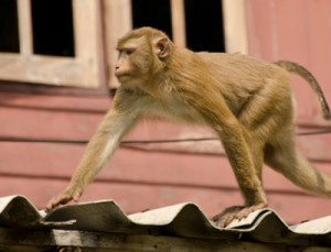 a crab-eating macaque on koh chang