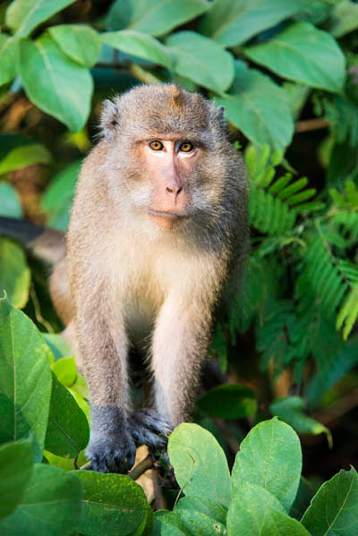 crab-eating-macaque-macaca-fascicularis-JM-01 - Koh Chang Nature | Koh Chang Nature