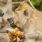 crab-eating macaque koh chang