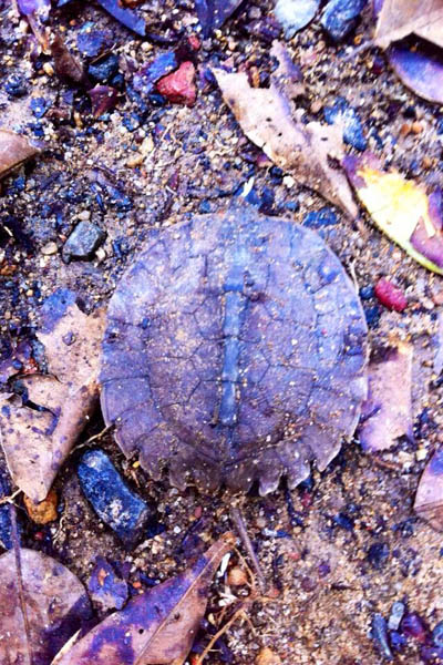 asian leaf turtle Koh Chang