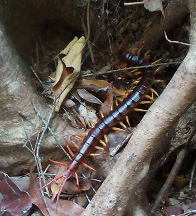 Giant Centipede Koh Chang
