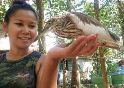 chinese pond heron on koh chang