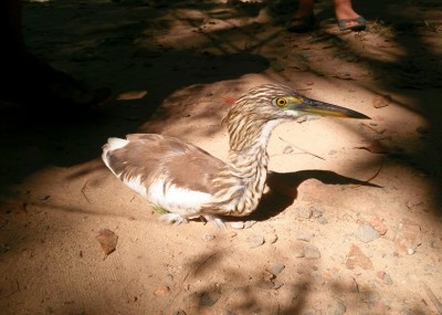 chinese pond heron koh chang