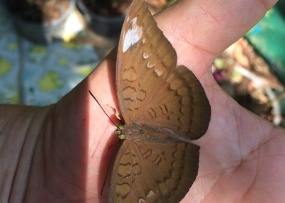 common earl koh chang