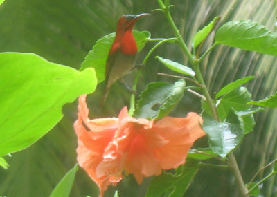 crimson sunbird on koh chang