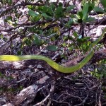 red-tailed racer snake koh chang