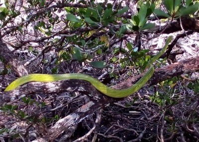 red-tailed racer snake koh chang