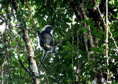 silvered langur koh chang