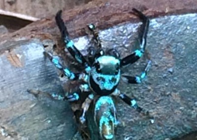 Thiania bhamoensis koh chang