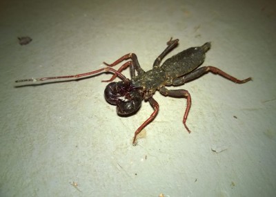 vinegaroon on koh chang