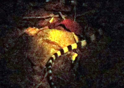 banded krait on koh chang