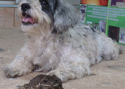 domestic dog on koh chang