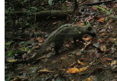 asian palm civet on koh chang